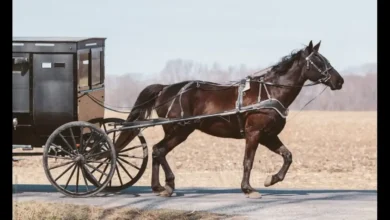 amish oil change