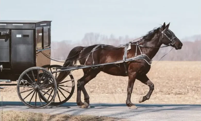 amish oil change