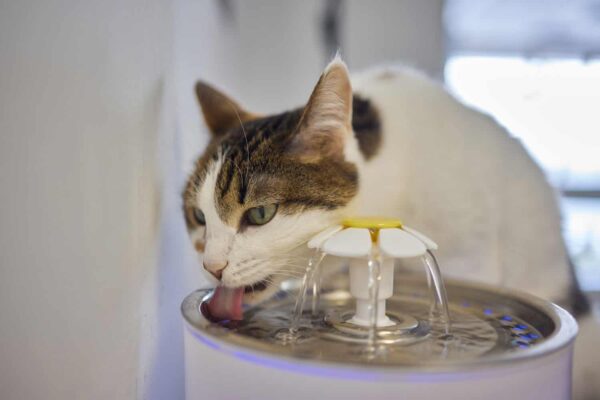What Is a Pet Water Fountain and Why Your Pet Needs One